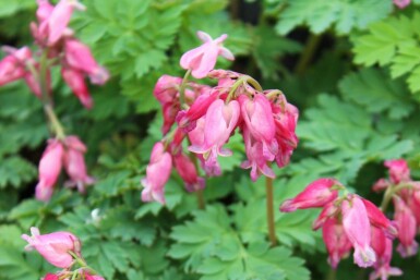 Gebroken hartje Dicentra formosa 'Luxuriant' 5-10 pot P9 Dicentra formosa 'Luxuriant'