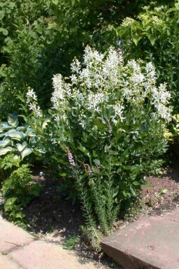 Brandkruid Dictamnus albus 'Albiflorus' 5-10 pot P9 Dictamnus albus 'Albiflorus'