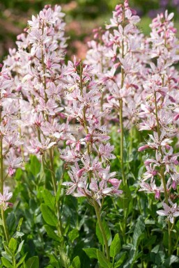 Gasplant Dictamnus albus 5-10 pot P9 Dictamnus albus