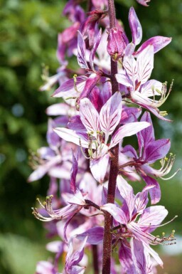 Gasplant Dictamnus albus 5-10 pot P9 Dictamnus albus