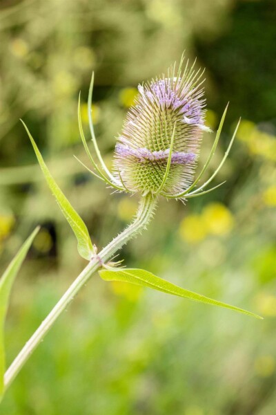 Dipsacus fullonum
