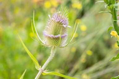 Dipsacus fullonum