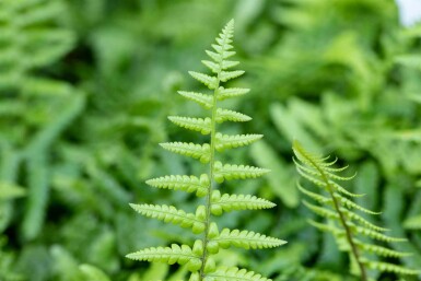 Dryopteris affinis