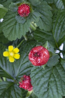 Schijnaardbei Duchesnea indica 5-10 pot P9 Duchesnea indica