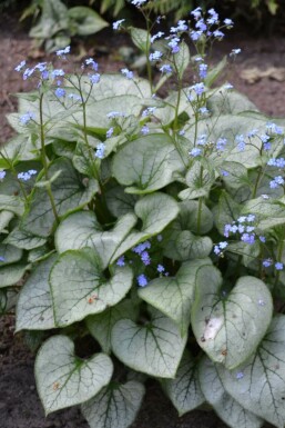 Kaukasisch vergeet-mij-nietje Brunnera macrophylla 'Jack Frost' Pot Brunnera macrophylla 'Jack Frost'