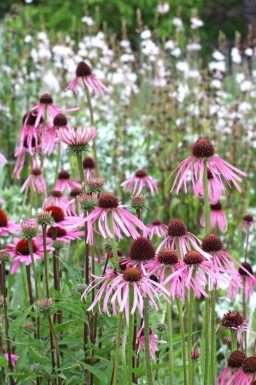 Echinacea pallida