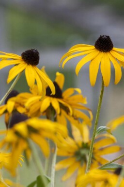 Echinacea paradoxa