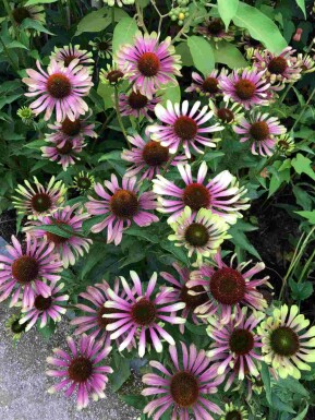 Zonnehoed Echinacea purpurea 'Green Twister' 5-10 pot P9 Echinacea purpurea 'Green Twister'