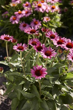 Zonnehoed Echinacea purpurea 'Little Magnus' 5-10 pot P9 Echinacea purpurea 'Little Magnus'
