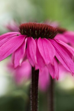 Zonnehoed Echinacea purpurea 'Rubinstern' 5-10 pot P9 Echinacea purpurea 'Rubinstern'