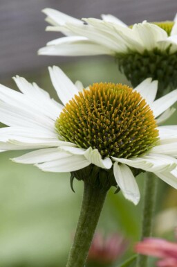Zonnehoed Echinacea purpurea 'Virgin' 5-10 pot P9 Echinacea purpurea 'Virgin'