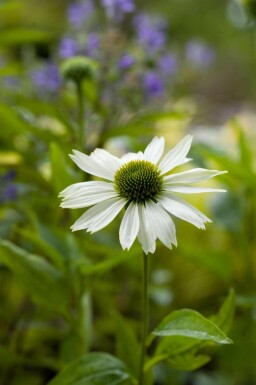 Zonnehoed Echinacea purpurea 'Virgin' 5-10 pot P9 Echinacea purpurea 'Virgin'
