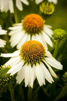 Zonnehoed Echinacea purpurea 'White Swan' 5-10 pot P9 Echinacea purpurea 'White Swan'