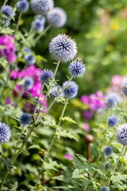 Echinops bannaticus 'Blue Globe'