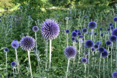 Kogeldistel Echinops bannaticus 5-10 pot P9 Echinops bannaticus