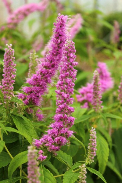 Chinese munt Elsholtzia stauntonii 5-10 pot P9 Elsholtzia stauntonii