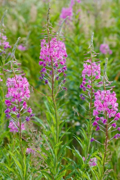 Wilgenroosje Epilobium angustifolium 5-10 pot P9 Epilobium angustifolium
