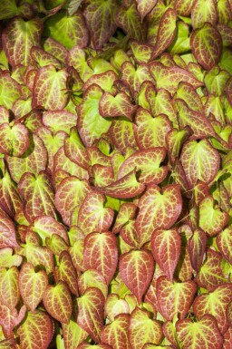 Elfenbloem Epimedium grandiflorum 5-10 pot P9 Epimedium grandiflorum