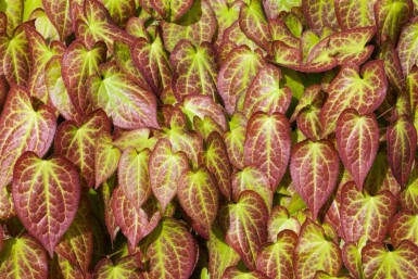 Elfenbloem Epimedium grandiflorum 5-10 pot P9 Epimedium grandiflorum