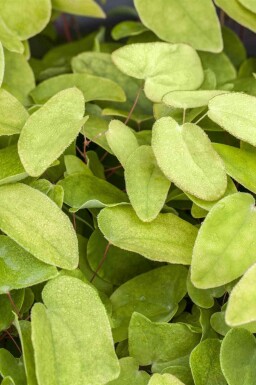 Elfenbloem Epimedium rubrum 5-10 pot P9 Epimedium rubrum