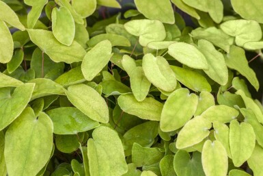 Elfenbloem Epimedium rubrum 5-10 pot P9 Epimedium rubrum