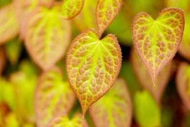 Epimedium versicolor 'Sulphureum'