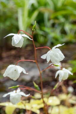 Epimedium youngianum 'Niveum'