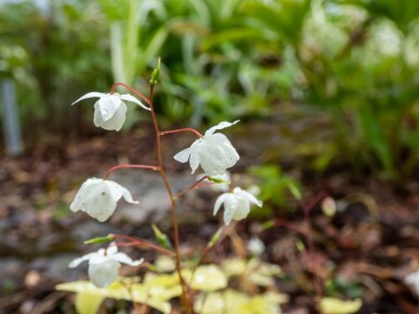 Elfenbloem Epimedium youngianum 'Niveum' 5-10 pot P9 Epimedium youngianum 'Niveum'