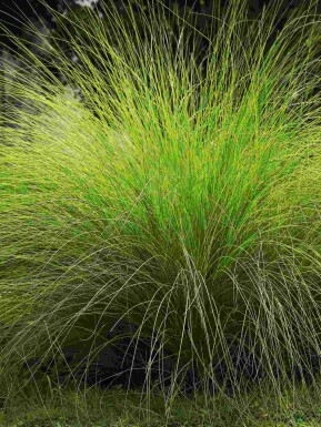 Afrikaans gierstgras Eragrostis curvula 5-10 pot P9 Eragrostis curvula