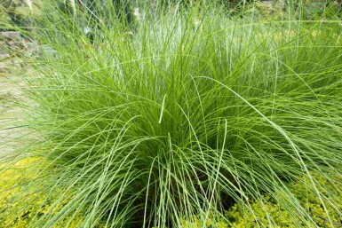 Afrikaans gierstgras Eragrostis curvula 5-10 pot P9 Eragrostis curvula