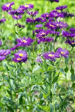 Fijnstraal Erigeron 'Dunkelste Aller' 5-10 pot P9 Erigeron 'Dunkelste Aller'