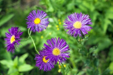 Fijnstraal Erigeron 'Dunkelste Aller' 5-10 pot P9 Erigeron 'Dunkelste Aller'