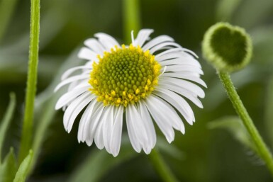 Erigeron karvinskianus