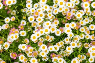 Erigeron karvinskianus