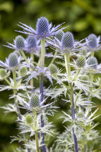 Eryngium 'Big Blue'