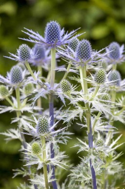 Kruisdistel Eryngium 'Big Blue' 5-10 pot P9 Eryngium 'Big Blue'