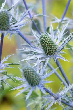 Blauwe distel Eryngium giganteum 5-10 pot P9 Eryngium giganteum