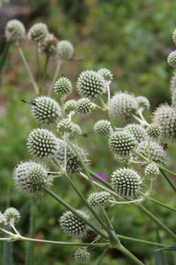Rietkruisdistel Eryngium yuccifolium 5-10 pot P9 Eryngium yuccifolium