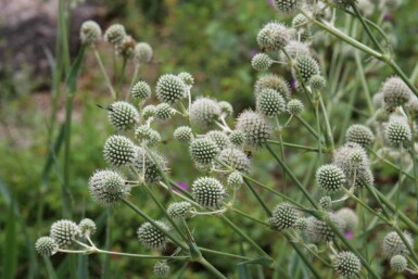 Rietkruisdistel Eryngium yuccifolium 5-10 pot P9 Eryngium yuccifolium