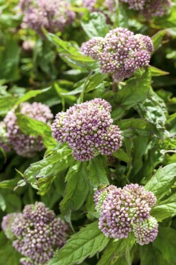 Eupatorium cannabinum