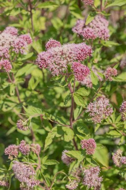 Eupatorium cannabinum