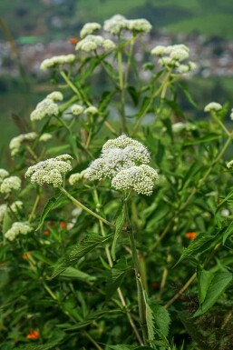 Beenderkruid Eupatorium perfoliatum 5-10 pot P9 Eupatorium perfoliatum
