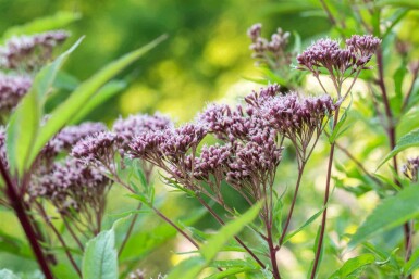 Koninginnekruid Eupatorium purpureum 5-10 pot P9 Eupatorium purpureum
