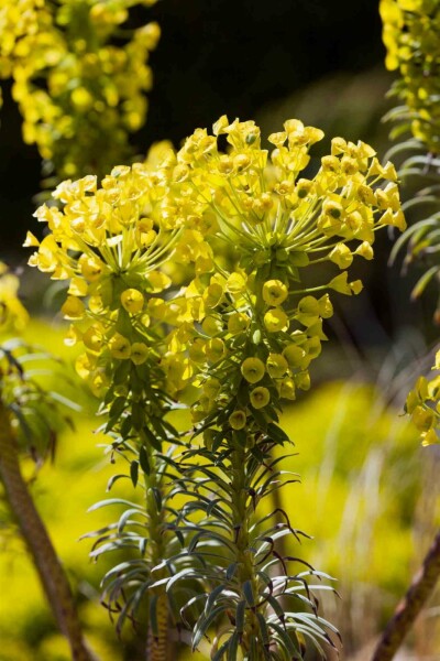 Wolfsmelk Euphorbia characias ssp. 'wulfenii' 5-10 pot P9 Euphorbia characias ssp. 'wulfenii'