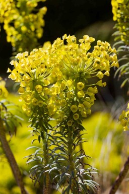 Euphorbia characias ssp. 'wulfenii'