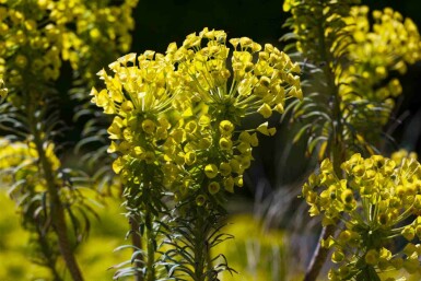 Wolfsmelk Euphorbia characias ssp. 'wulfenii' 5-10 pot P9 Euphorbia characias ssp. 'wulfenii'