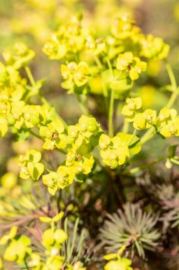 Euphorbia cyparissias 'Fens Ruby'