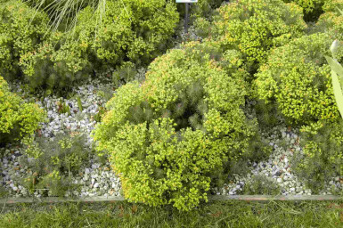 Wolfsmelk Euphorbia cyparissias 'Fens Ruby' 5-10 pot P9 Euphorbia cyparissias 'Fens Ruby'