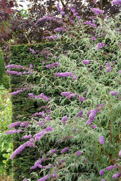 Buddleja davidii 'Nanho Blue' C3 30-40
