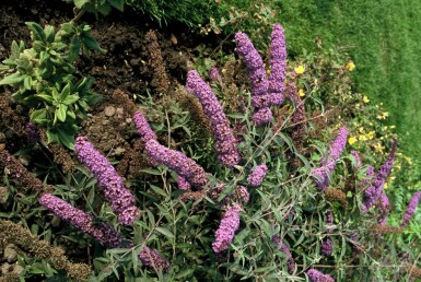 Buddleja davidii 'Nanho Blue' C3 30-40